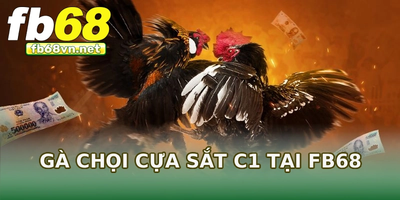 Gà chọi cựa sắt C1 tại FB68